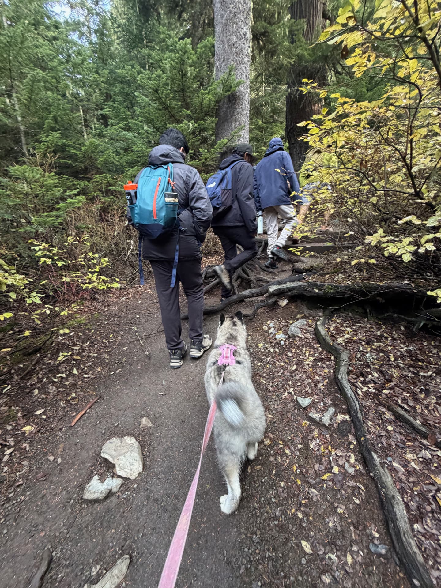 Cove wearing a lilac harness and leash follows Foster MBA classmates up a forest trail near Snoqualmie Pass