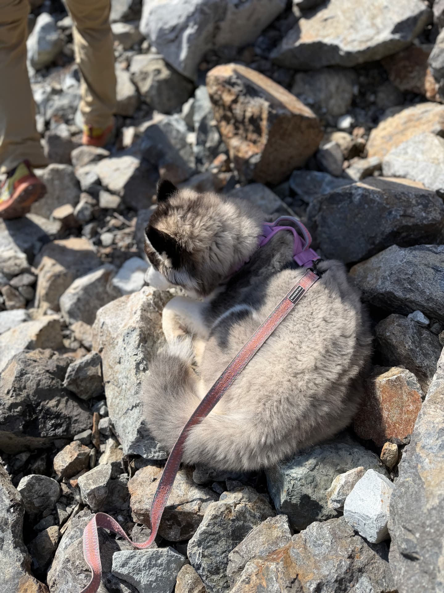 Five-month-old Siberian Husky puppy napping on the rocks at the Source Lake overlook near Snoqualmie Pass