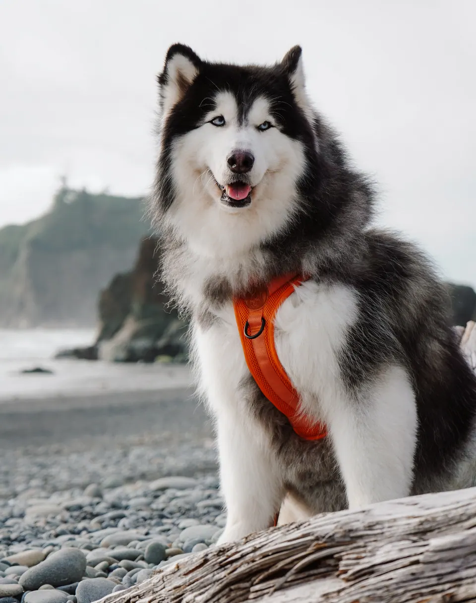 Wilderdog Dog Harness Sienna