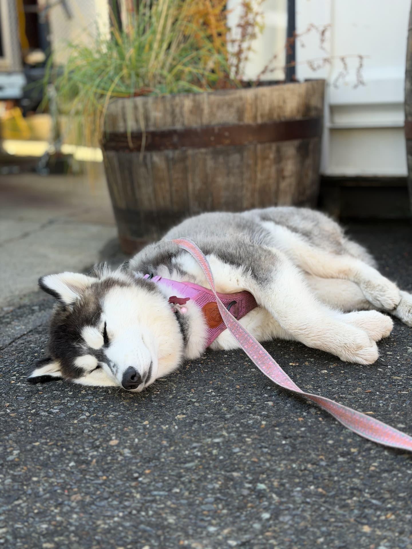 Husky puppy asleep on the dog-friendly patio at Dru Bru brewery in Snoqualmie Pass after a hike