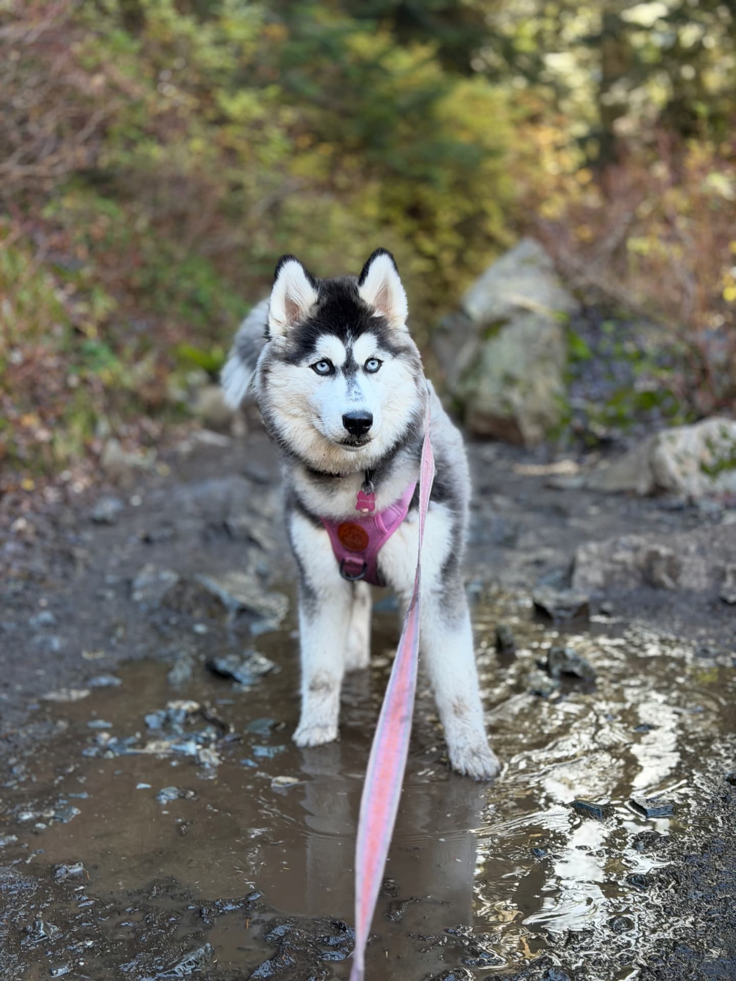 Five-month-old Husky puppy Cove looks toward the camera while standing in a shallow puddle on the Source Lake trail wearing her lilac harness