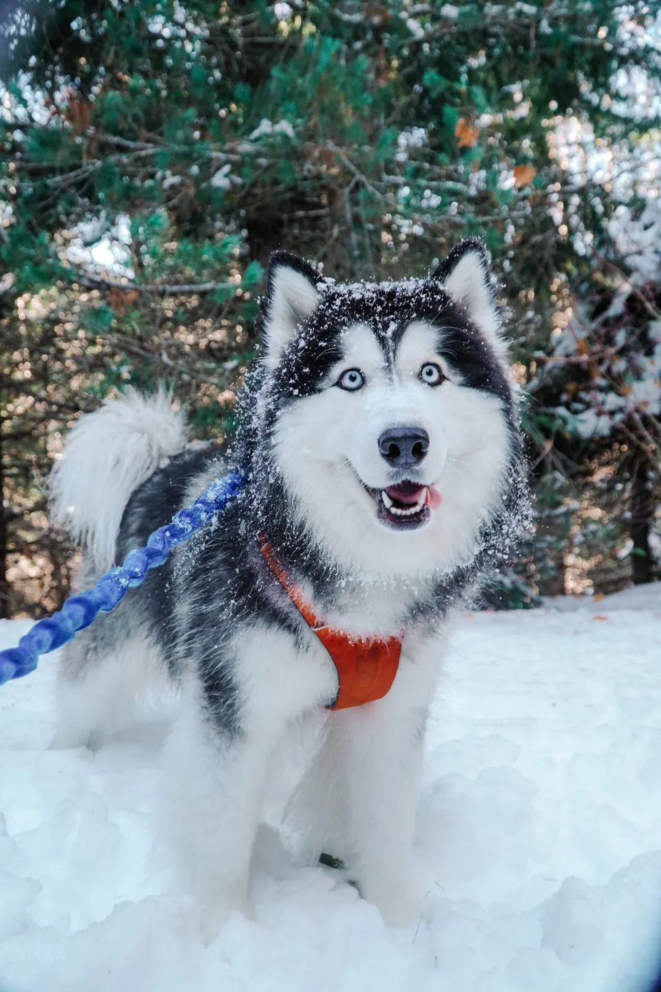 Ruffwear Snow Day