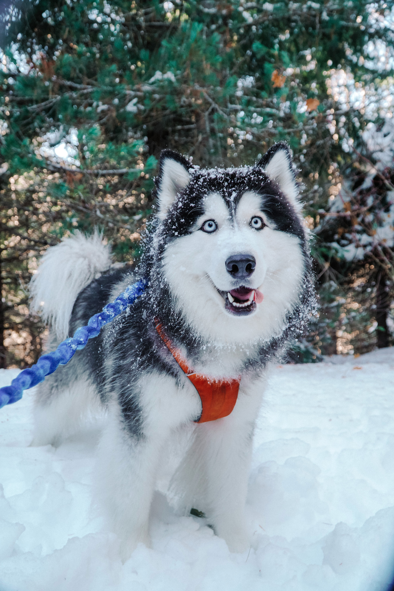 Ruffwear Snow Day